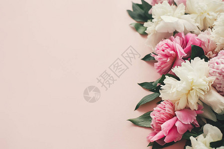 时尚的粉色和白色牡丹与粉色纸平相接图片