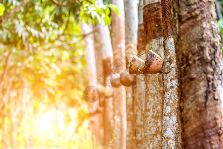 橡胶树种植园天然乳胶成排的橡胶树是一种农业图片