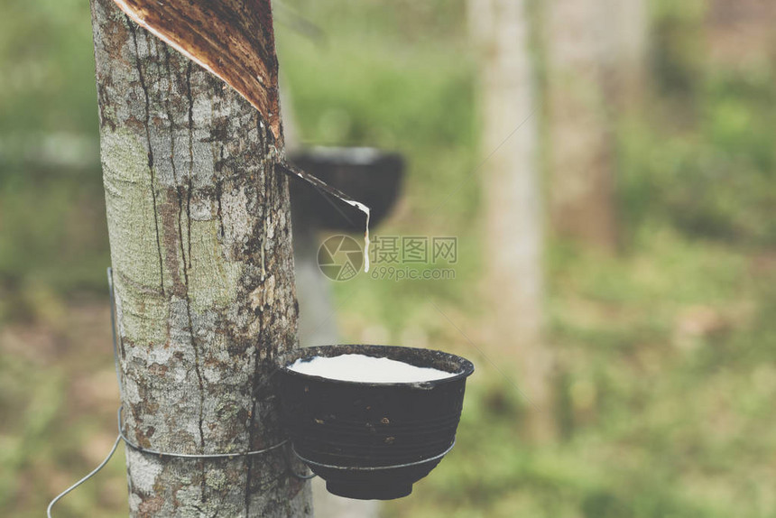 在橡胶树种植园天然乳胶中图片