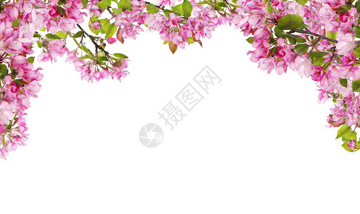 白色背景上隔离的苹果树花枝半边框Apple图片