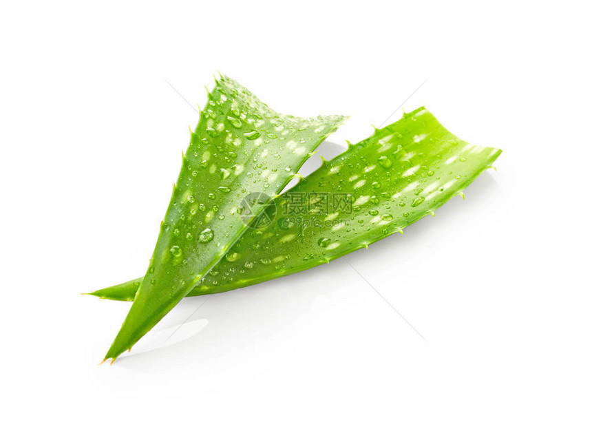 Aloevera叶子白底带图片