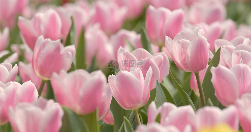美丽的粉红色郁金香花园图片