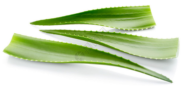 Aloevera叶片白图片