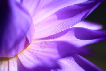 紫色莲花特写花瓣图片