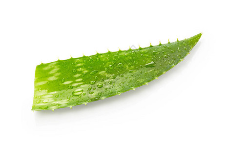 Aloevera叶片白底图片