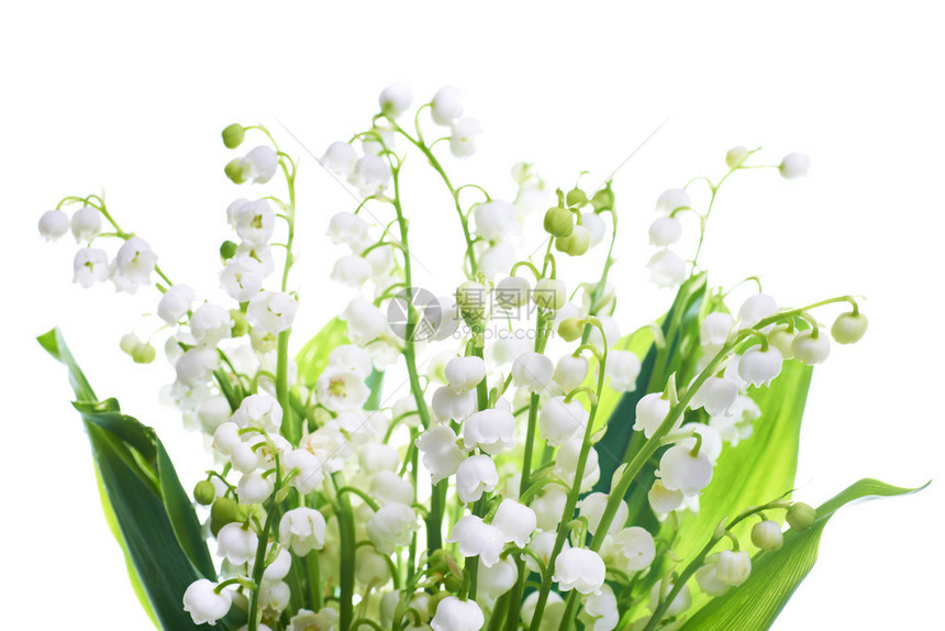 孤立在白色背景上的铃兰花图片
