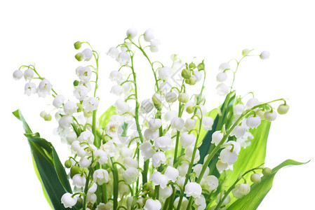 孤立在白色背景上的铃兰花背景图片