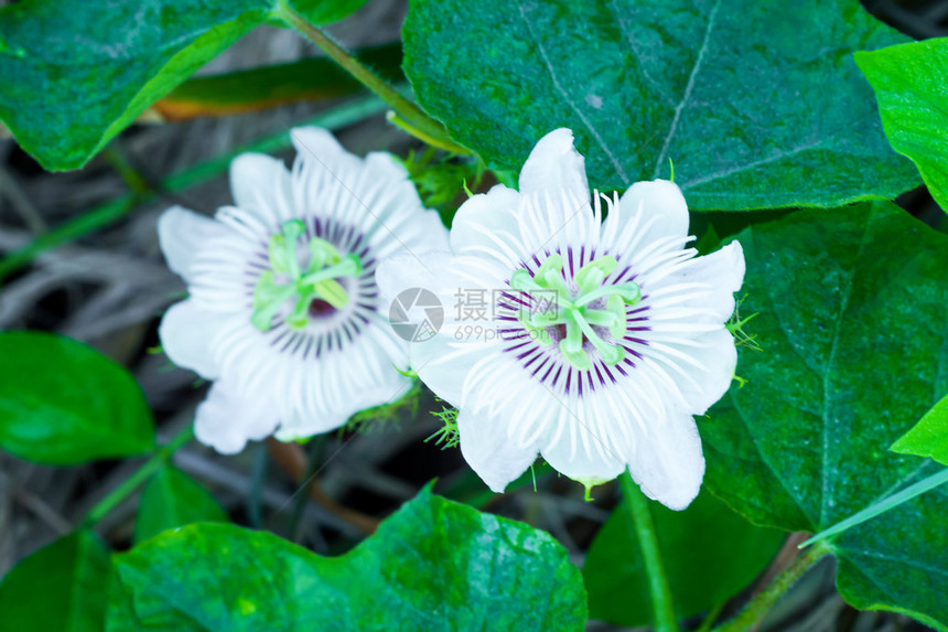 西番莲开花图片