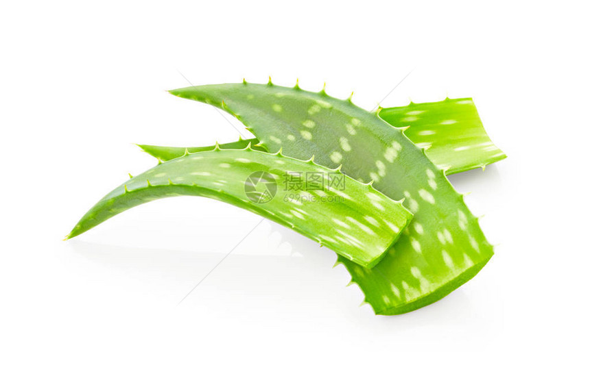 Aloevera叶片白图片