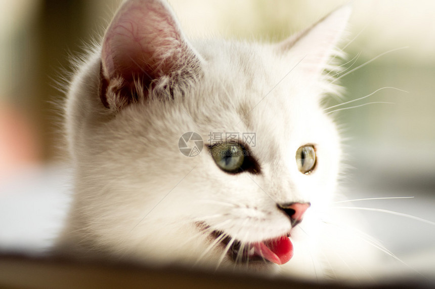 有趣的白色小猫图片