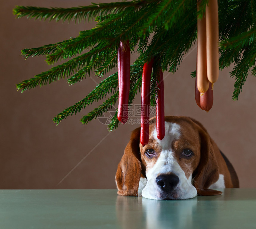 圣诞夜悲伤的孤独狗图片