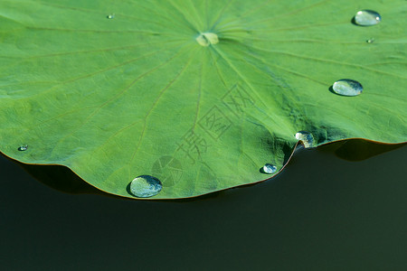 湖中的绿色荷叶带水滴图片