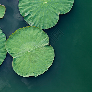 湖中绿荷叶图片