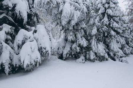 森林松树上的第一场雪图片