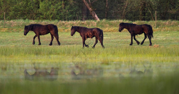 三匹棕马走在草地湿图片
