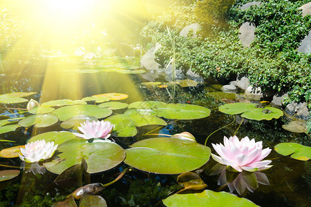 池塘中的莲花图片