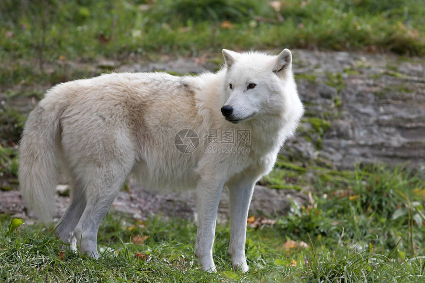 加拿大秋季关闭北极野狼Canislupusa图片