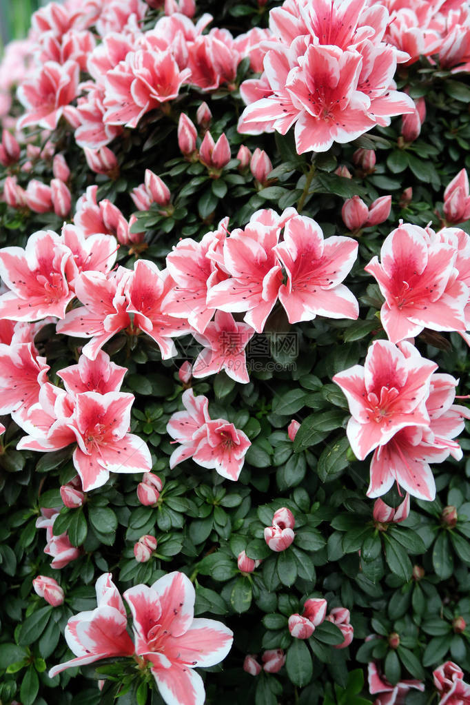 春时粉红色的azalea花图片