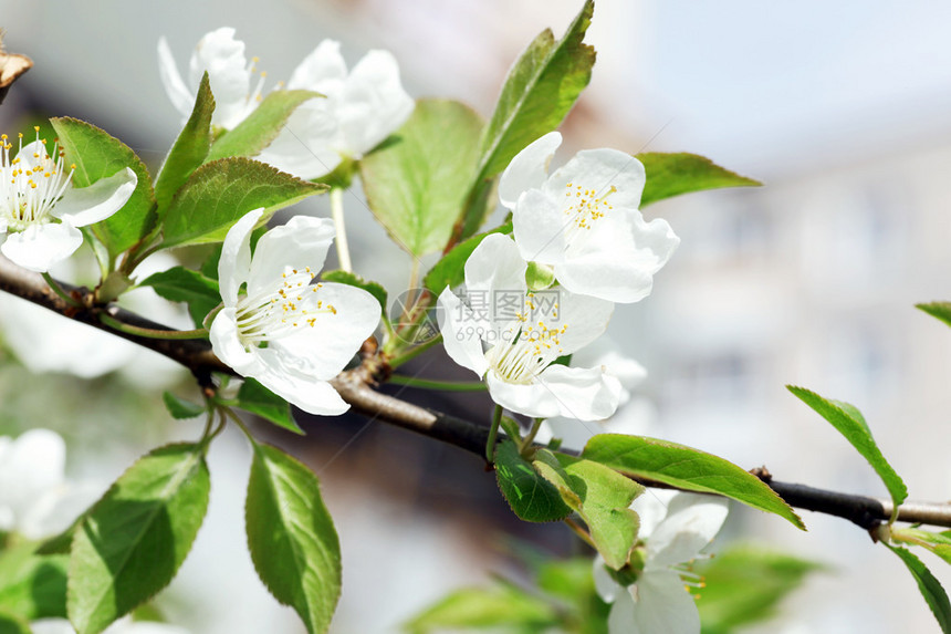 有樱花的树枝天然绿色背景春花背景图片