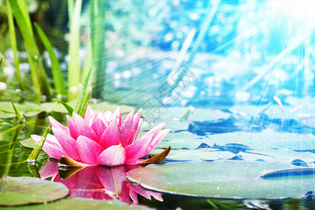池塘中的莲花近景图片