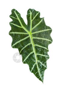 外来热带植物白色背景图片