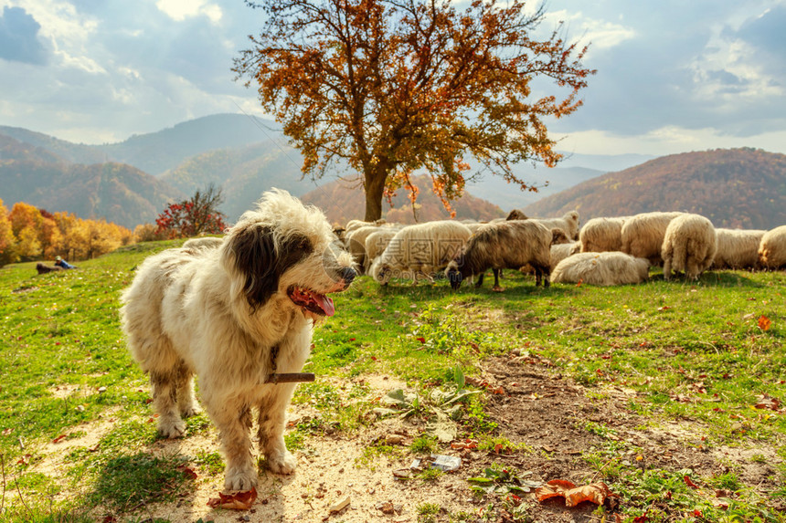 保护山上牧场羊群的狗罗马尼亚图片
