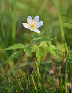 春花木海葵anemonenemorosa图片