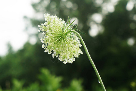 野胡萝卜特写与一滴水的怀特盛开的花朵在背景绿草的花印第安纳背景图片