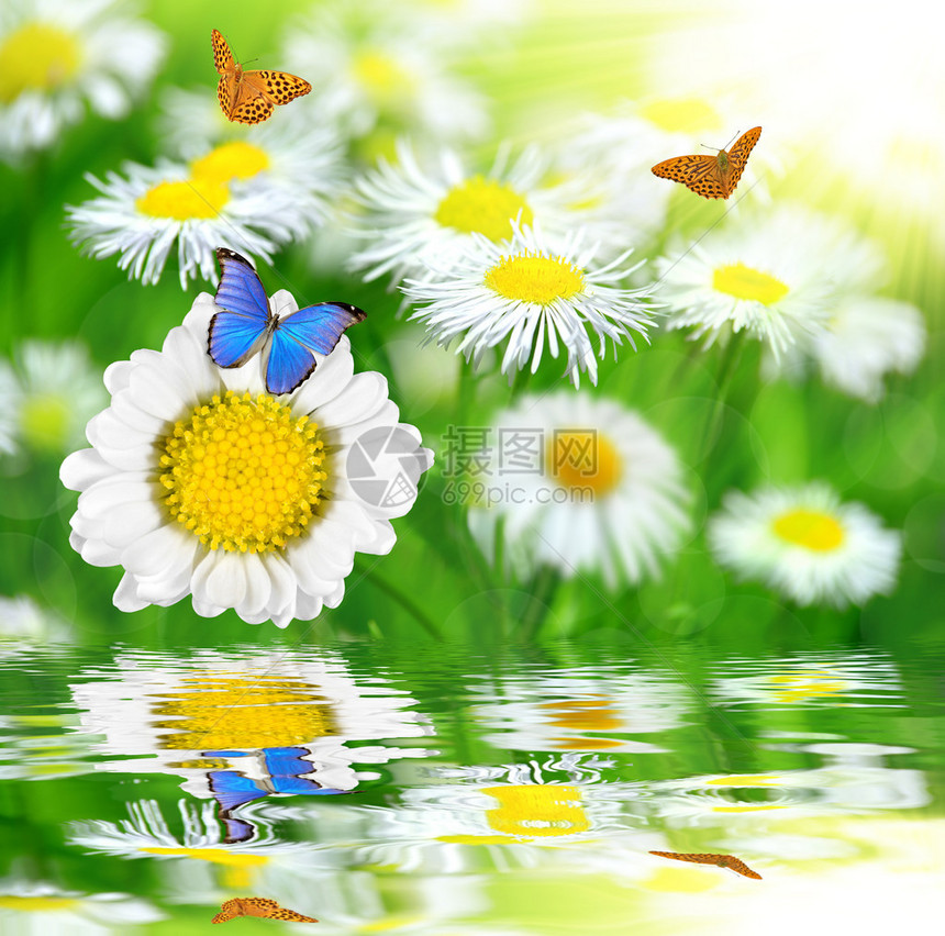 雏菊与蝴蝶在草地上图片