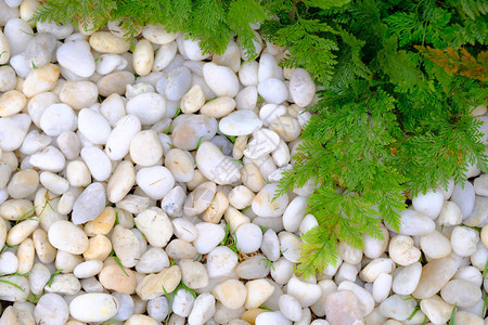 白石灰岩石和绿草绿叶背景图片