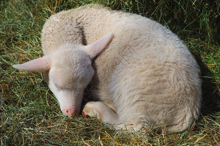 干草农场牲畜的小羊羔图片