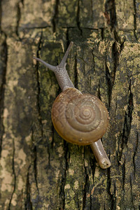 蜗牛在树上爬行图片