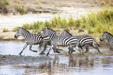 非洲斑马在非洲Serengeti坦尚尼亚一图片