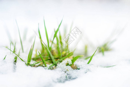 绿草通过雪盖发芽的特写镜头春天的开始冬末图片