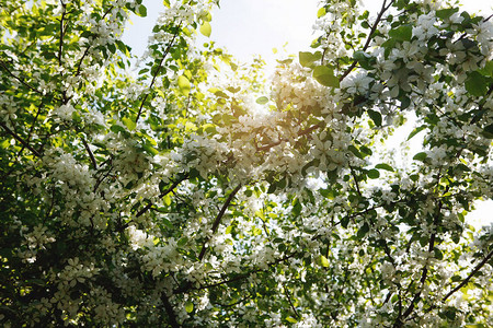 春天花园的苹果树开花太阳图片