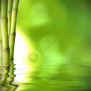 天然温泉植物和水中反射的图片