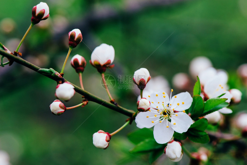 春天梅花盛开绿叶自然花卉季节背景图片