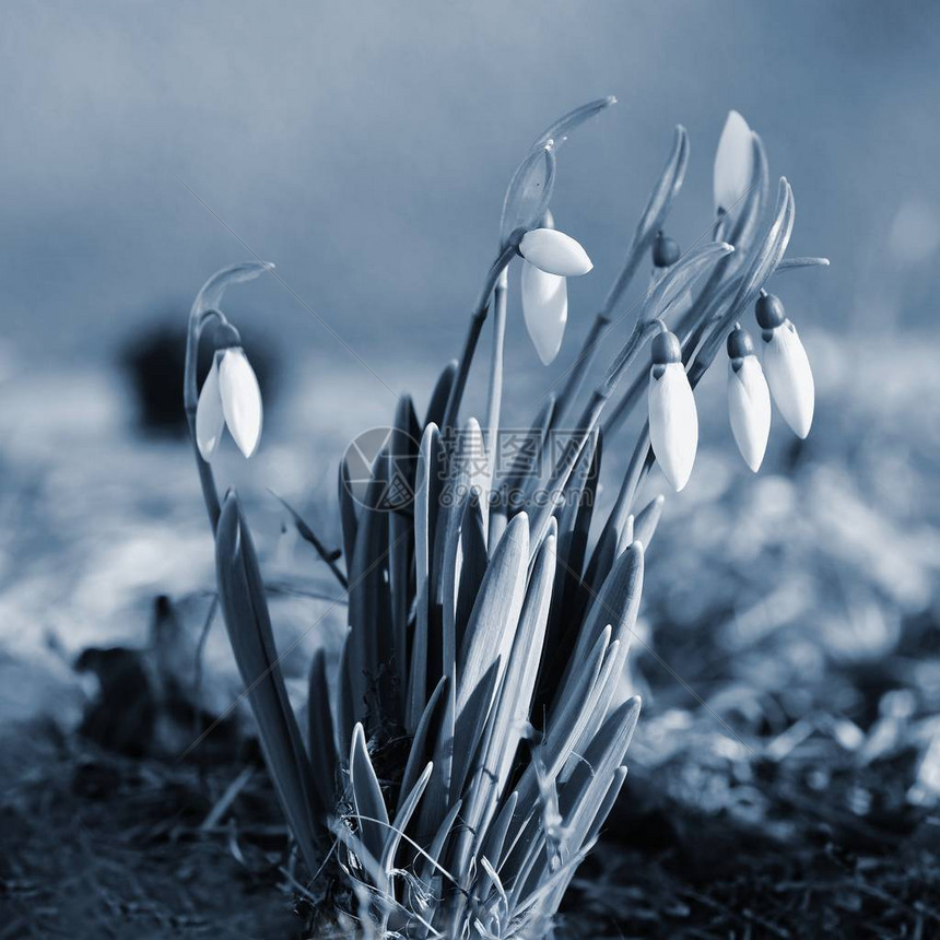 春天的花朵雪花莲图片