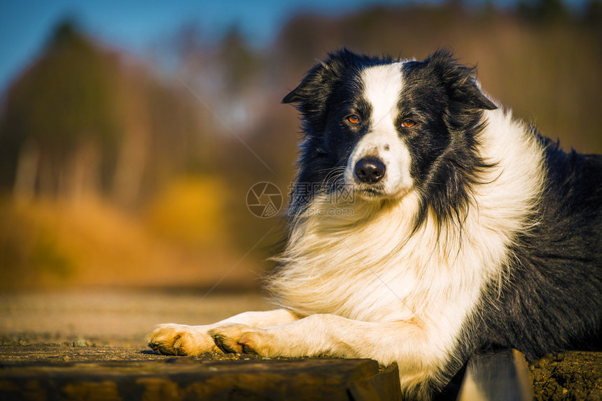 边境牧羊犬肖像图片