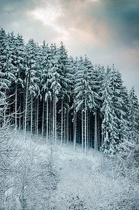 树木上下雪的冬季图片