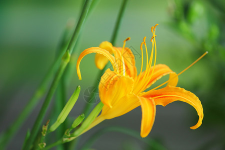 黄花菜萱草图片