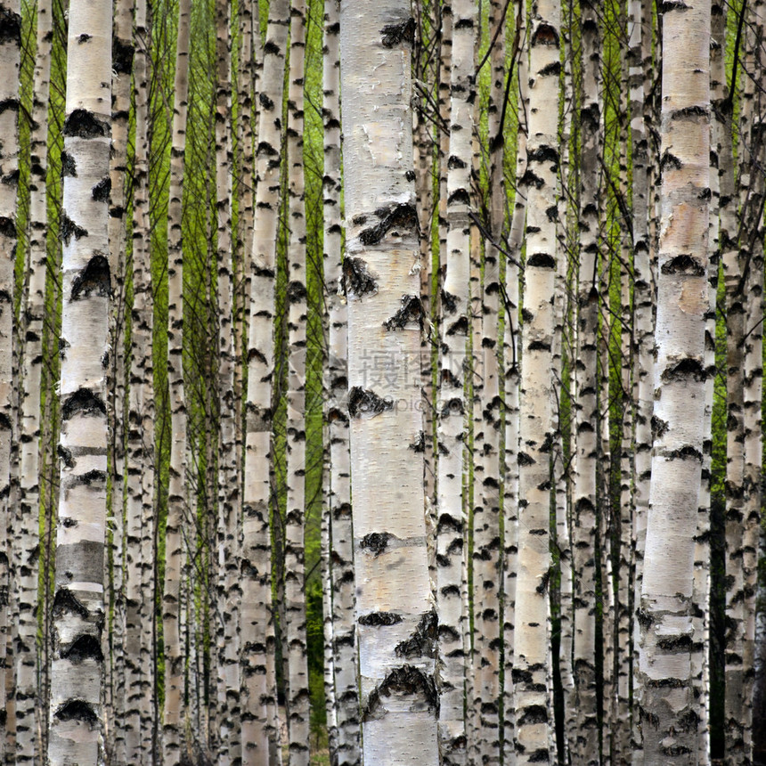 春天的白桦树林绿叶图片