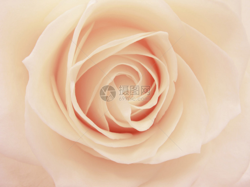 粉红和白玫瑰在白色图片