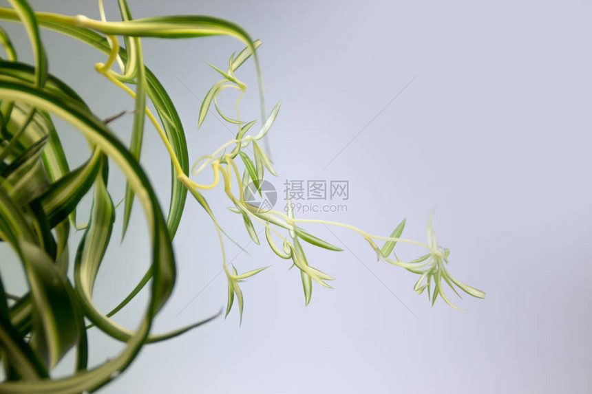 白锅中的绿叶植物白色的叶子图片