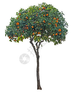 白色背景上的橘树背景图片