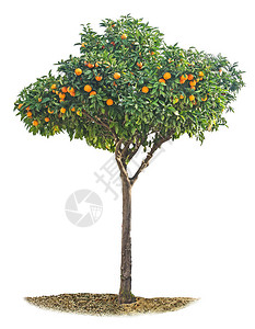 白色背景上的橘树背景图片