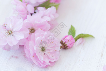 白色木制背景上的粉红色花朵特写图片