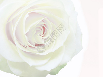 白玫瑰花朵在白色图片