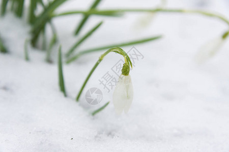 在融雪中生长的白色雪花莲图片