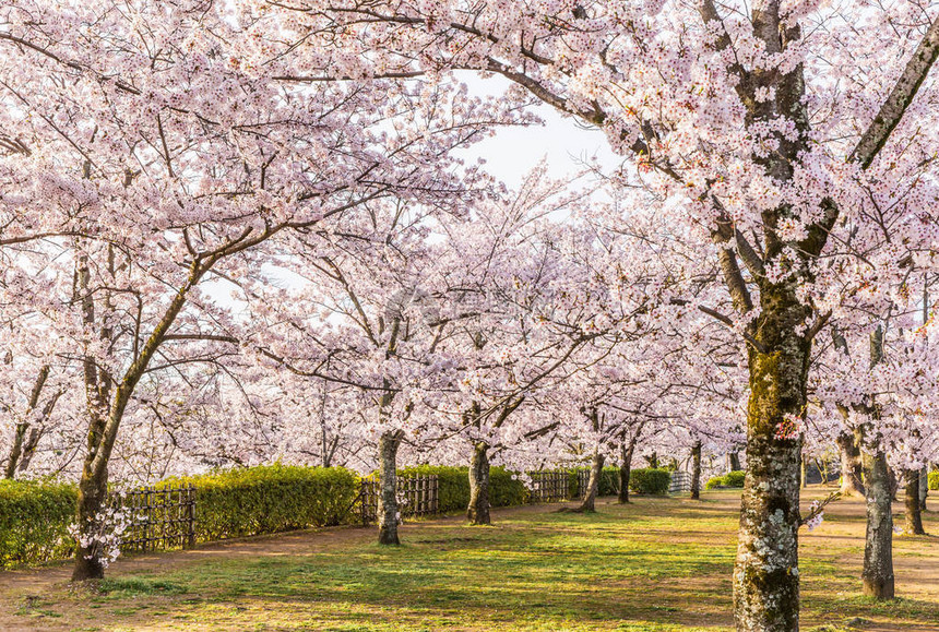 在绿色公园的佐仓樱花树图片